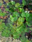 Marsilea mutica