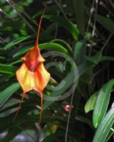 Masdevallia