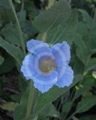 Meconopsis baileyi