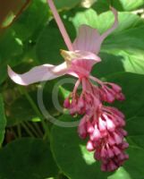 Medinilla magnifica