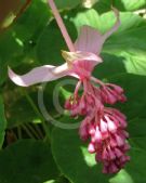 Medinilla magnifica