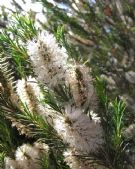 Melaleuca armillaris