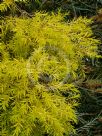 Melaleuca bracteata Revolution Gold