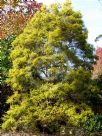 Melaleuca bracteata Revolution Gold