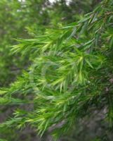 Melaleuca bracteata Revolution Green