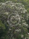 Melaleuca decora