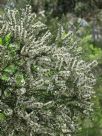 Melaleuca lanceolata