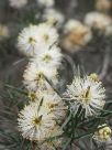 Melaleuca nodosa