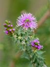 Melaleuca squamea