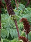 Melianthus major