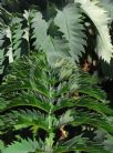 Melianthus major