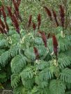 Melianthus major