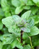 Mentha piperita Citrata