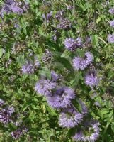 Mentha pulegium