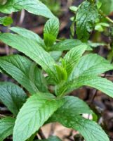 Mentha spicata