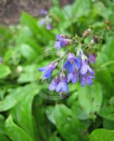 Mertensia echioides