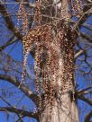 Metasequoia glyptostroboides