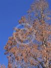 Metasequoia glyptostroboides