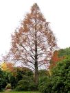 Metasequoia glyptostroboides