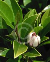 Magnolia figo