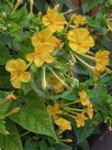 Mirabilis jalapa