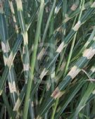 Miscanthus sinensis Zebrinus