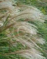 Miscanthus sinensis Gracillimus