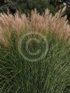 Miscanthus sinensis Gracillimus