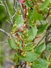 Muehlenbeckia adpressa