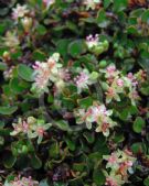 Muehlenbeckia axillaris