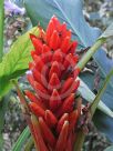 Musa coccinea