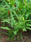 Musa coccinea