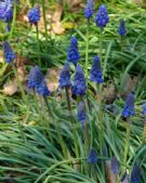 Muscari armeniacum