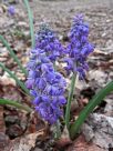 Muscari armeniacum