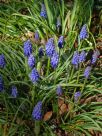 Muscari armeniacum