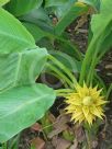 Ensete lasiocarpum