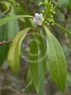 Myoporum acuminatum