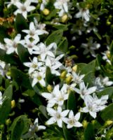 Myoporum parvifolium