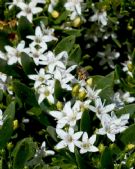 Myoporum parvifolium