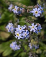 Myosotis sylvatica