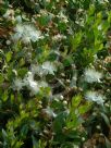 Myrtus communis