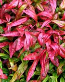 Nandina domestica Pygmaea