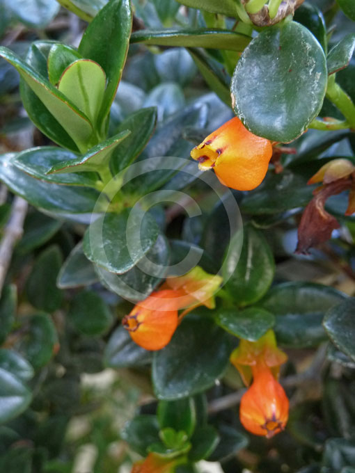 goldfish plant pictures. Plant type: evergreen