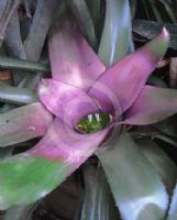 Neoregelia