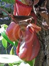 Nepenthes