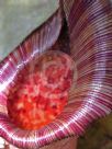 Nepenthes