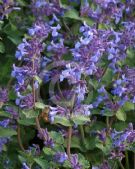 Nepeta faassenii