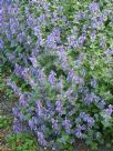 Nepeta faassenii