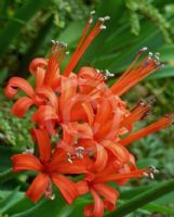 Nerine sarniensis