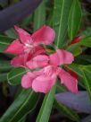 Nerium oleander Cherry Surprise